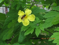 写真22　花と蜂