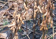 写真1-16-3 収穫期の大豆
