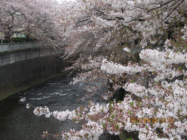 写真6　神田川の桜
