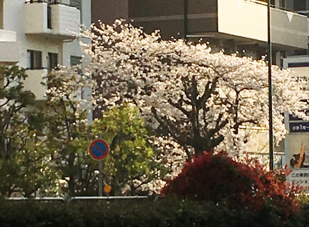 写真３－４７　我が家に一番近い桜