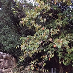 写真３６　　庭園の前の石垣沿いに柿の実一つ