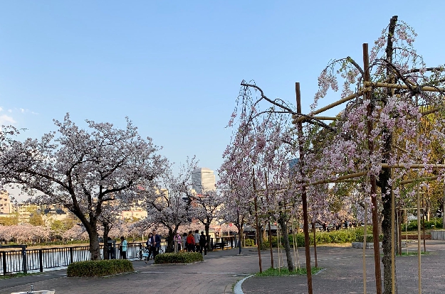 写真１　造幣局への道・大川堤の桜