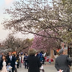 写真６　観桜会の風景