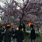 写真７　桜と私と米谷氏