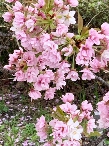 写真１９ 笹部桜(2)