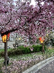 写真１８　笹部桜(1)